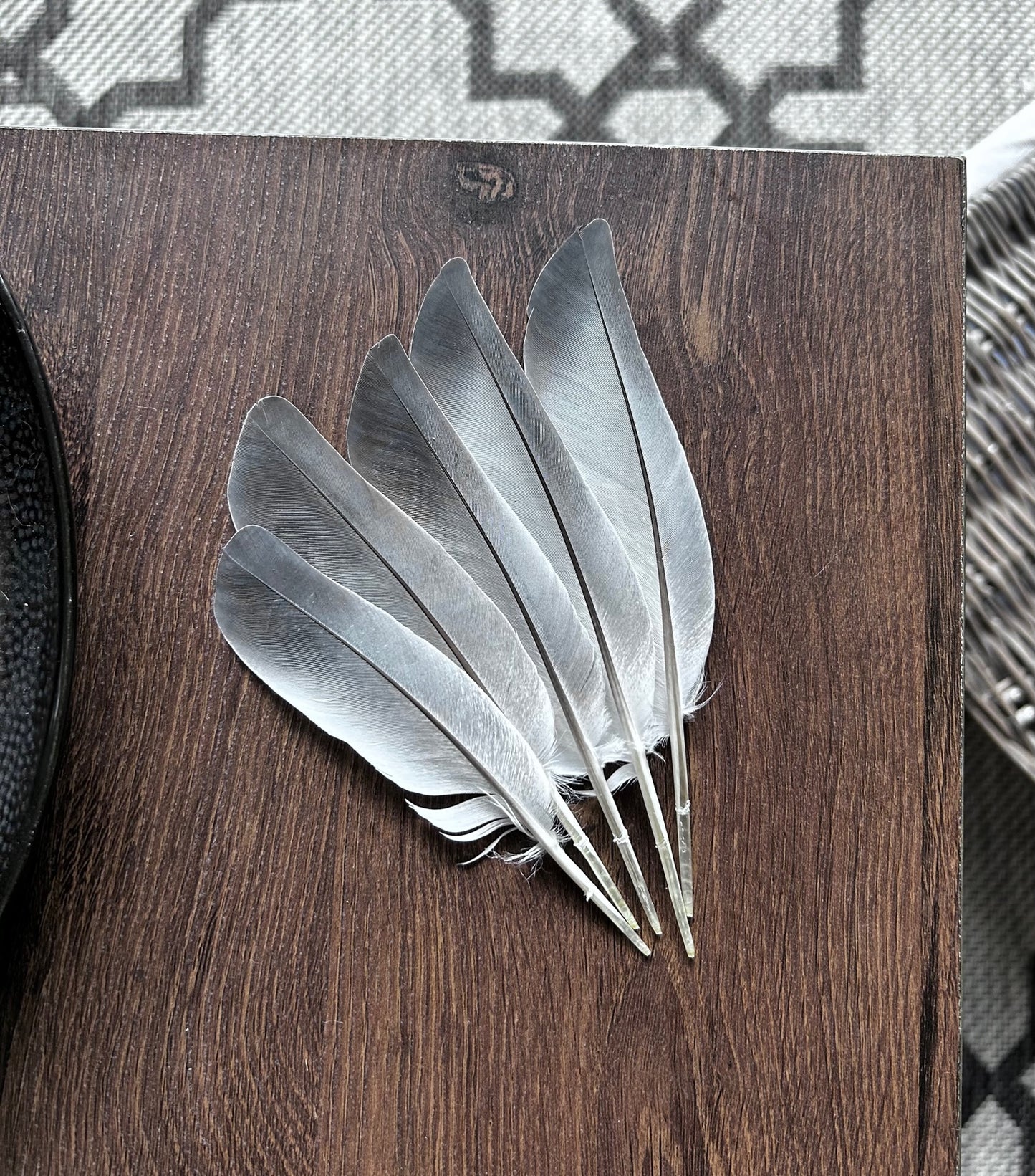 Homing Pigeon Feathers
