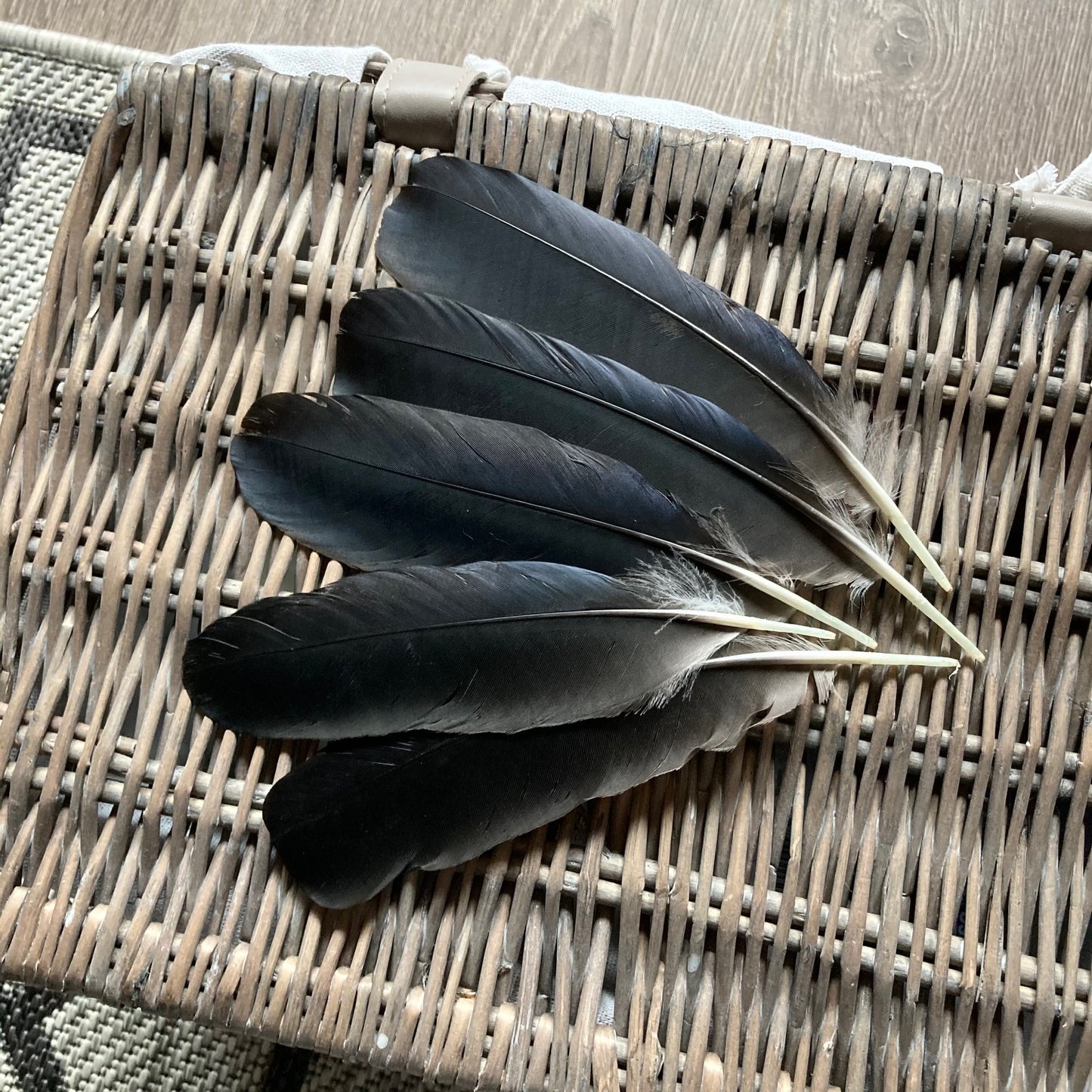 Black Crow Feathers (Large)