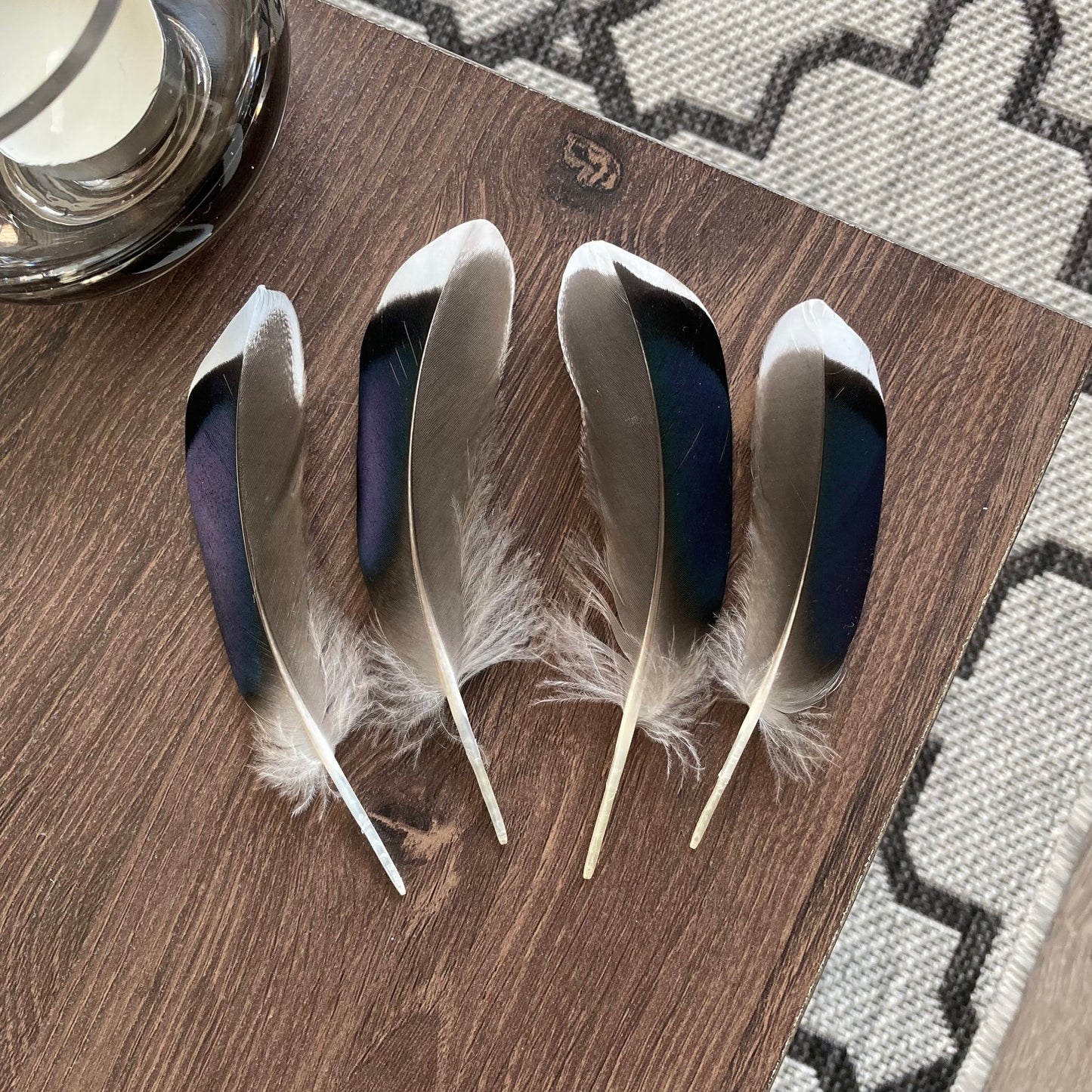 Blue Mallard Duck Feathers