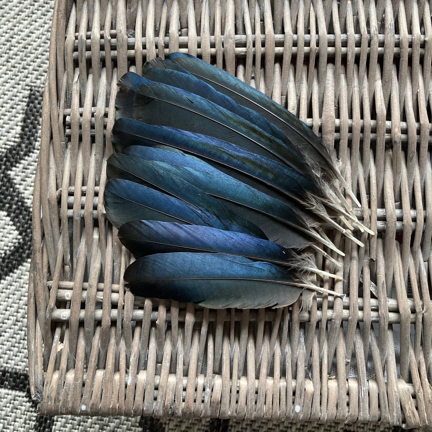 Medium Blue Magpie Feathers