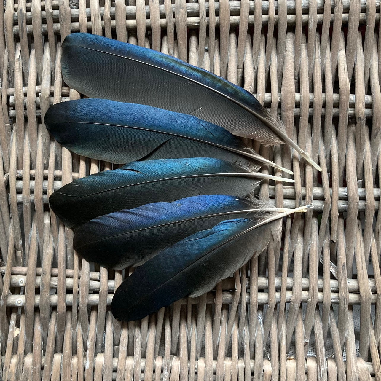 Medium Blue Magpie Feathers