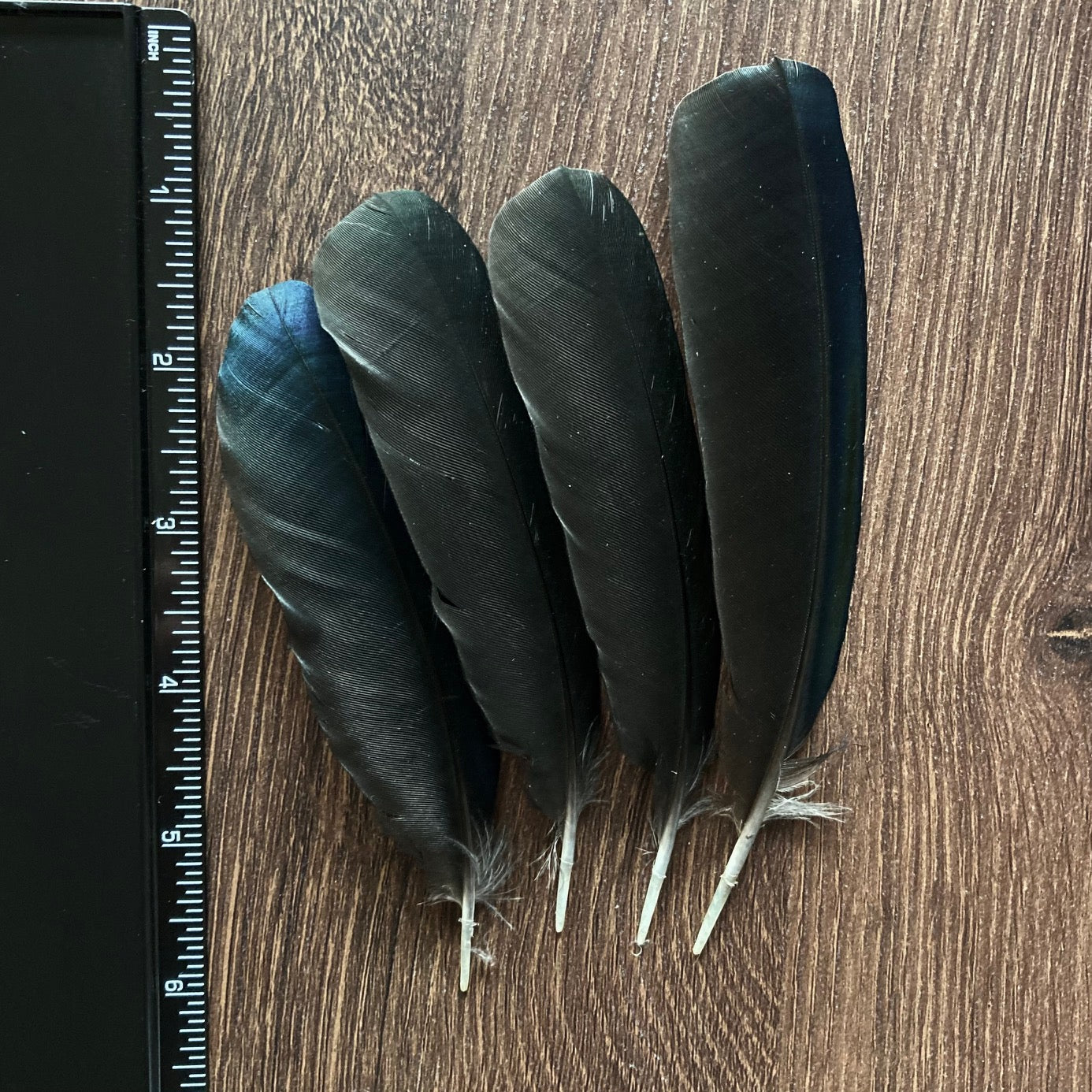 Medium Blue Magpie Feathers