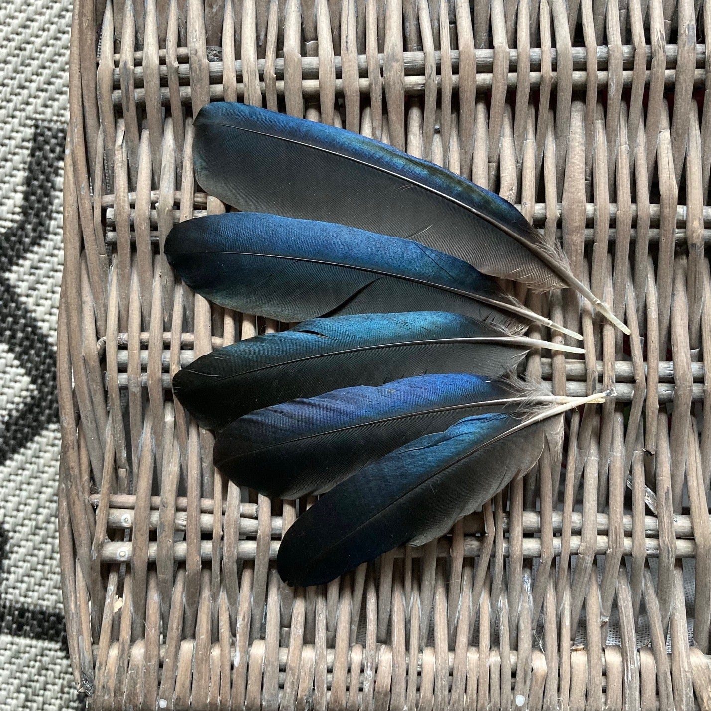 Medium Blue Magpie Feathers