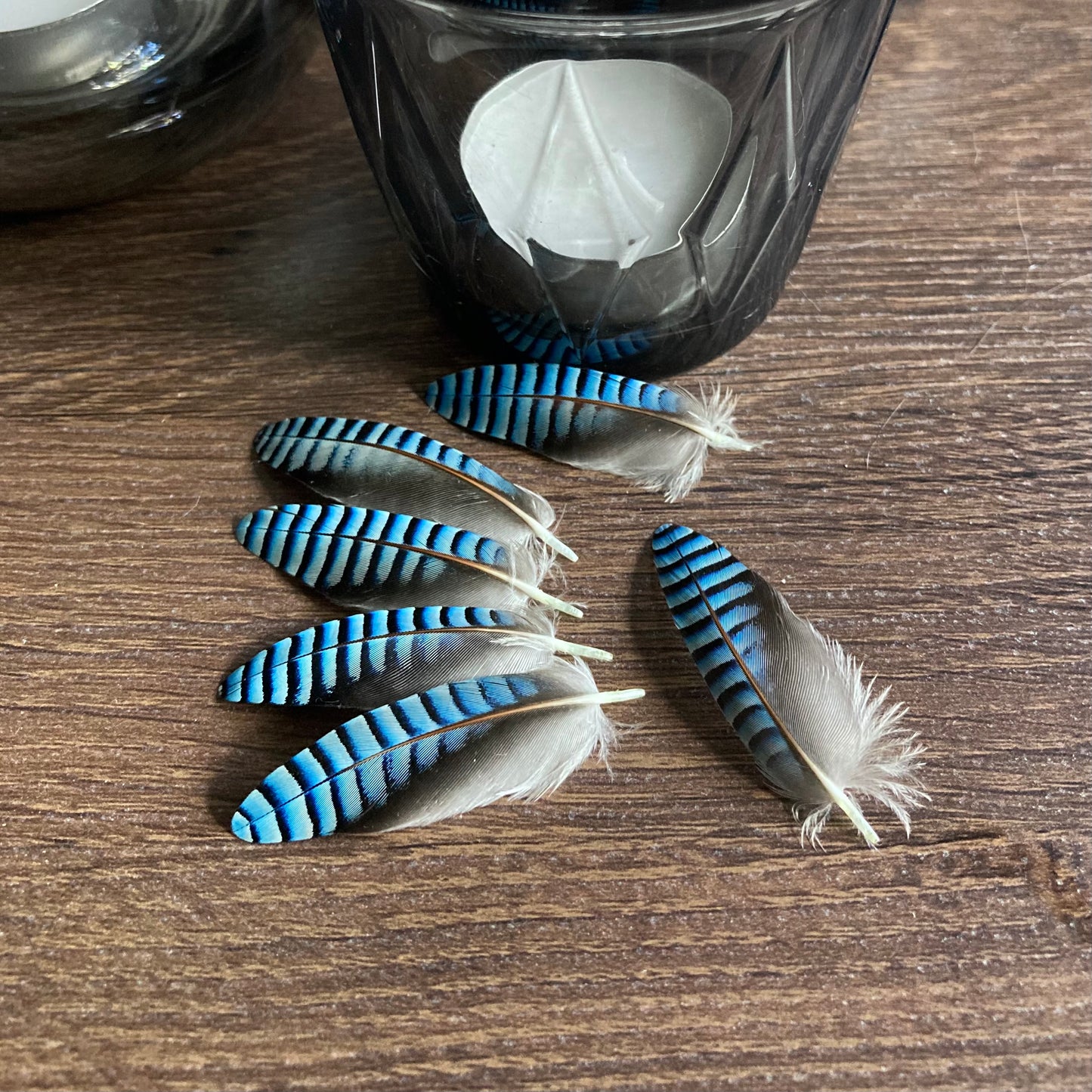 Double Blue Jay Feathers