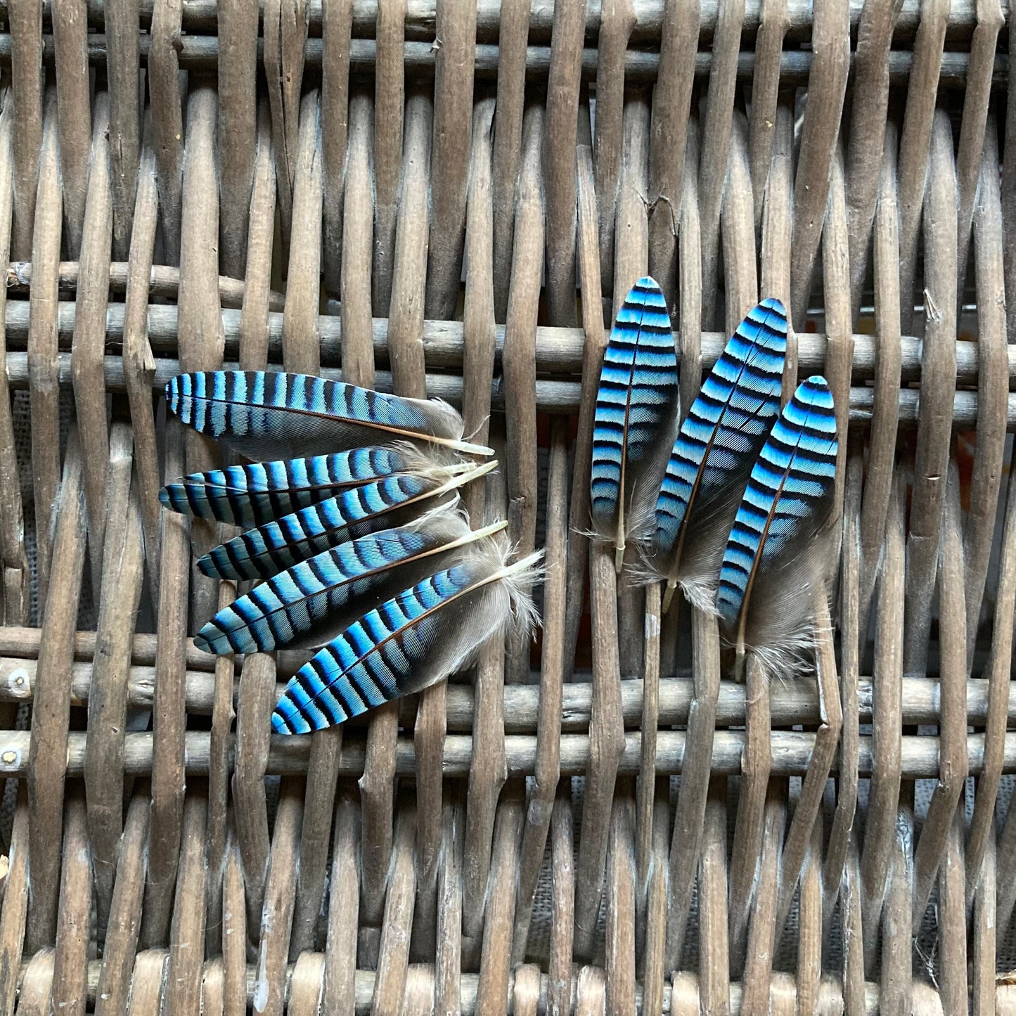 Double Blue Jay Feathers