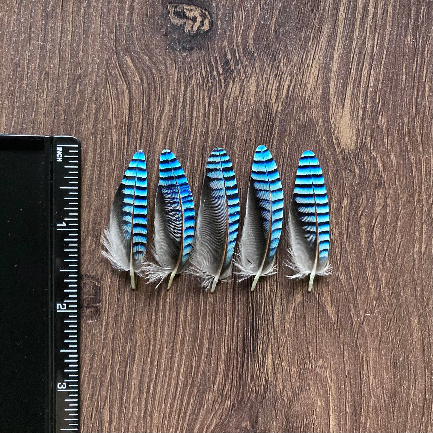 Double Blue Jay Feathers