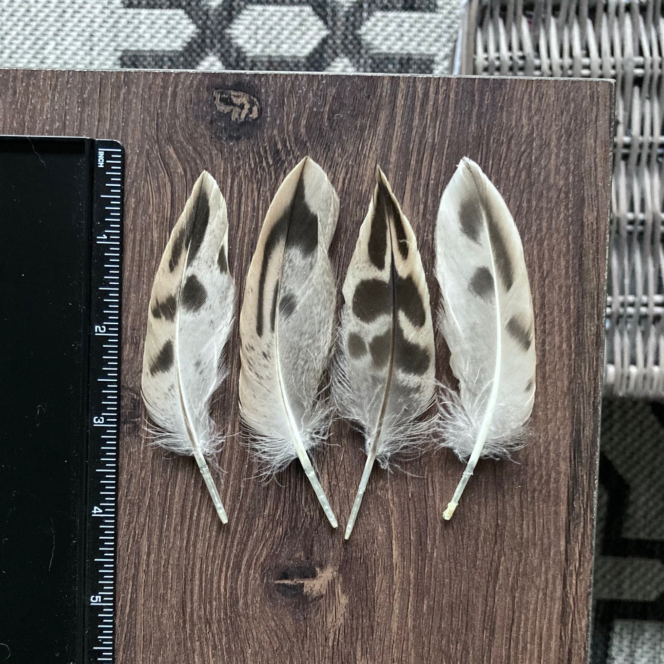 Hen Mallard Duck Feathers