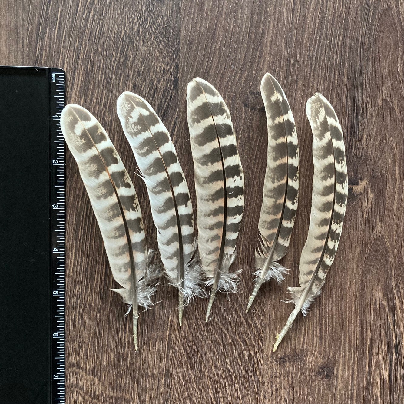 Pheasant Hen Wing Feathers
