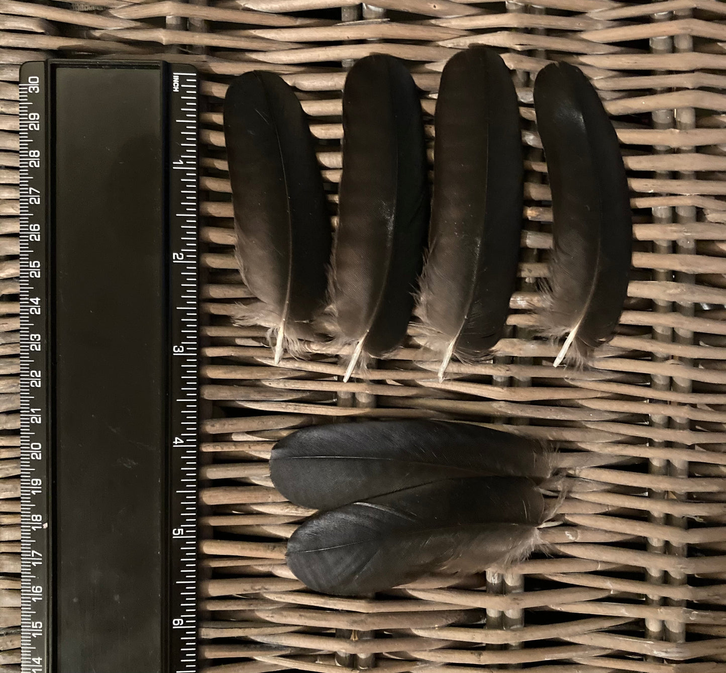 Small Round Crow Feathers