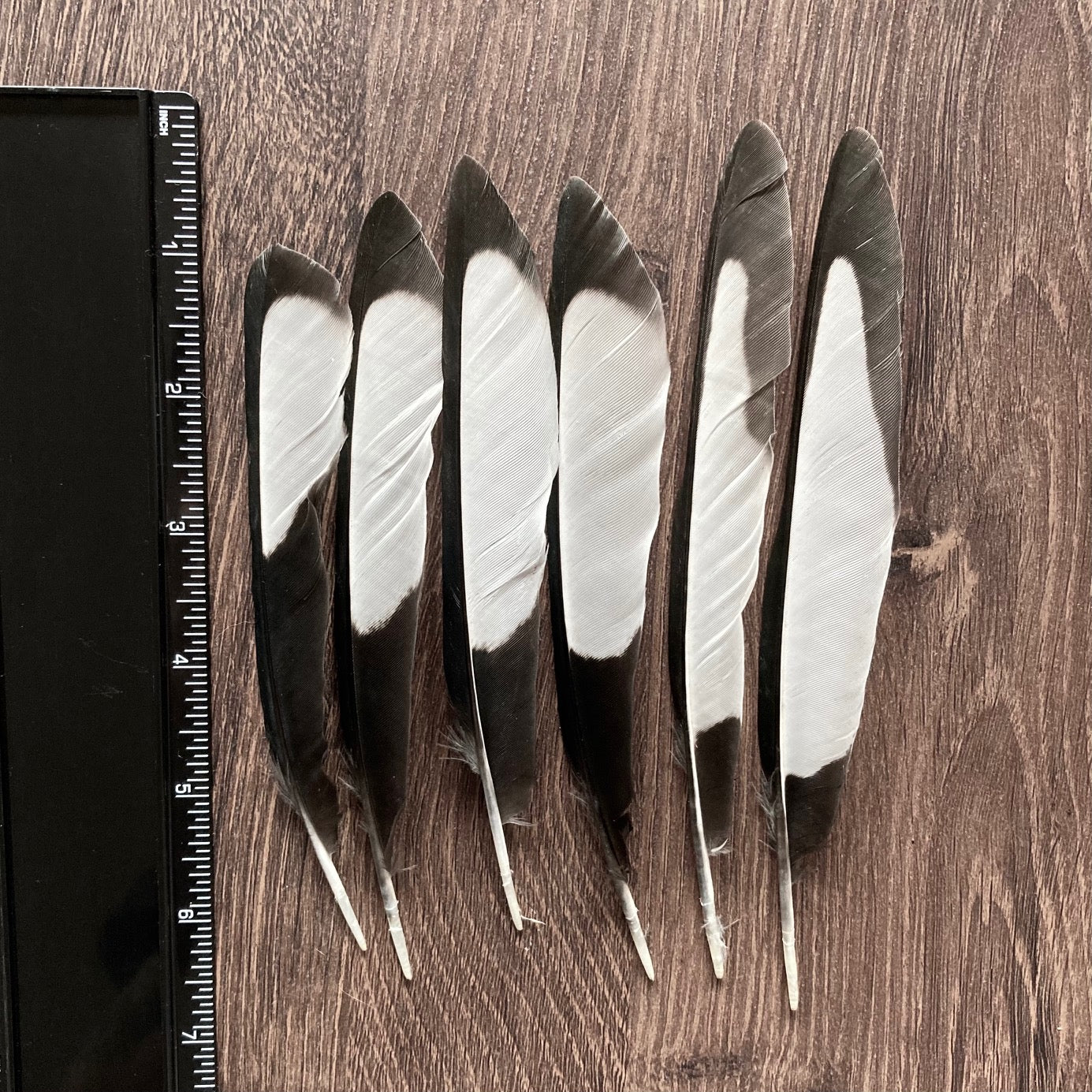 Black & White Magpie Feathers