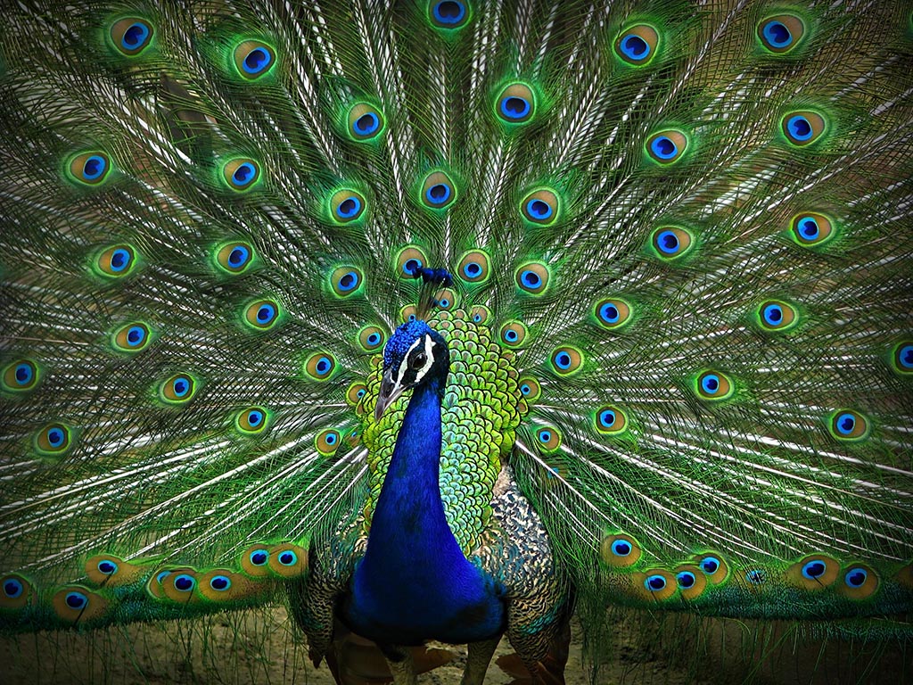Natural Peacock Feathers