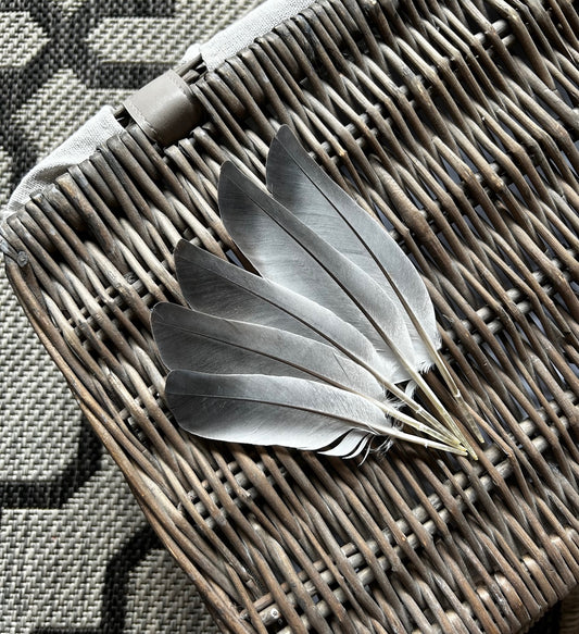 Homing Pigeon Feathers