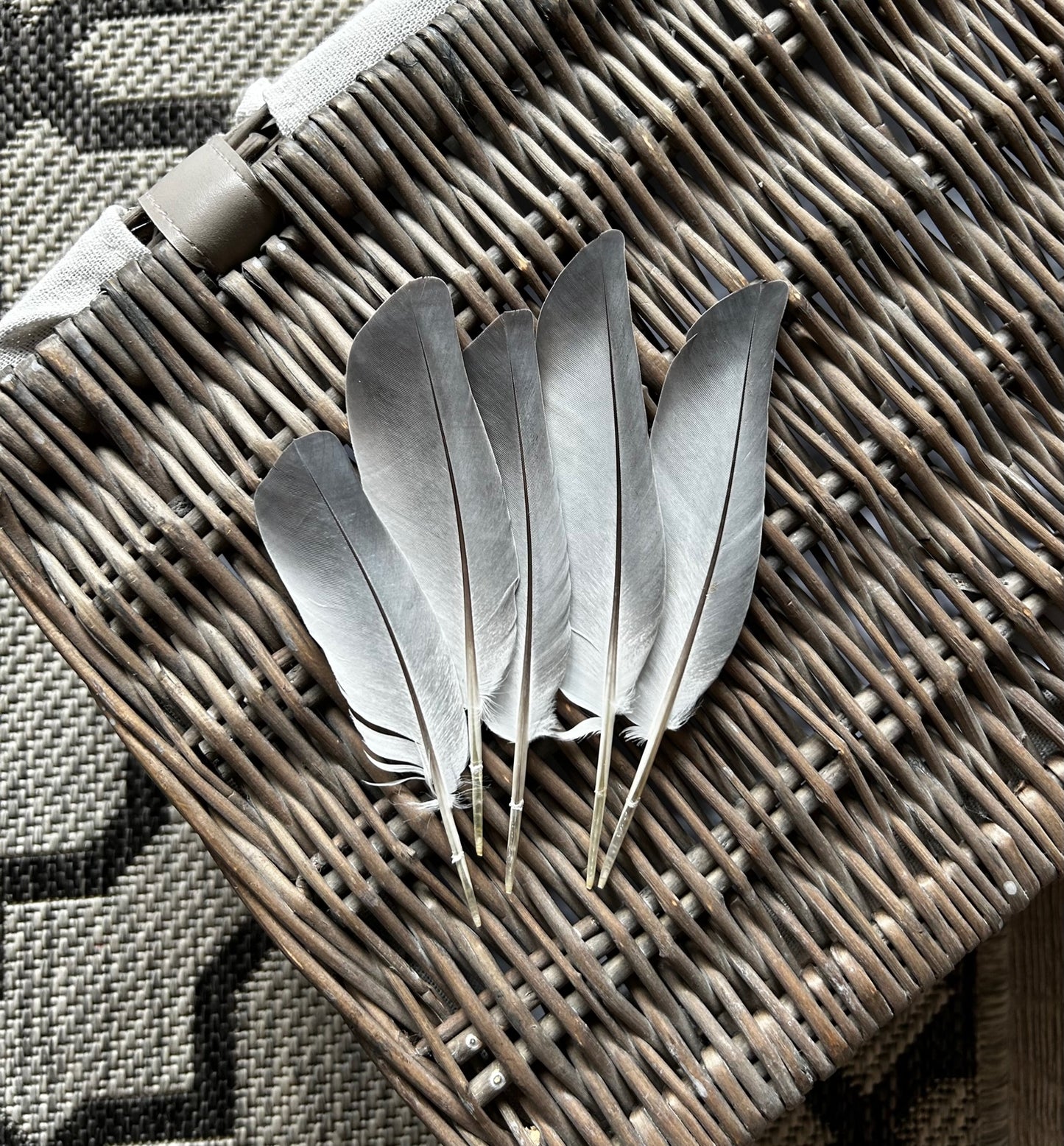 Homing Pigeon Feathers