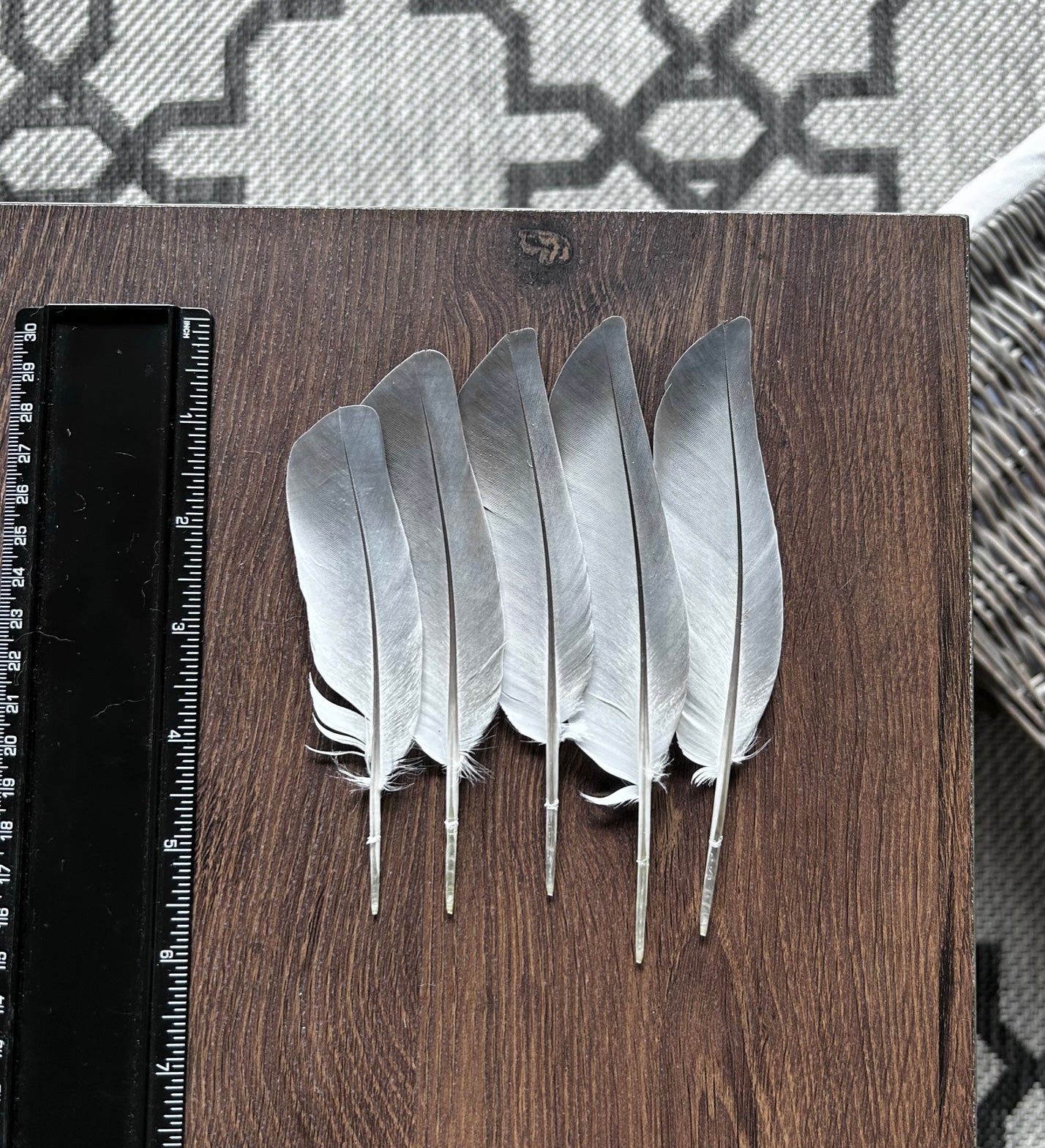 Homing Pigeon Feathers