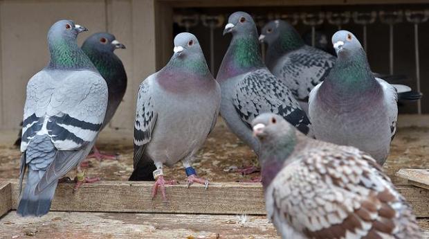 Dark Grey Homing Pigeon Feathers