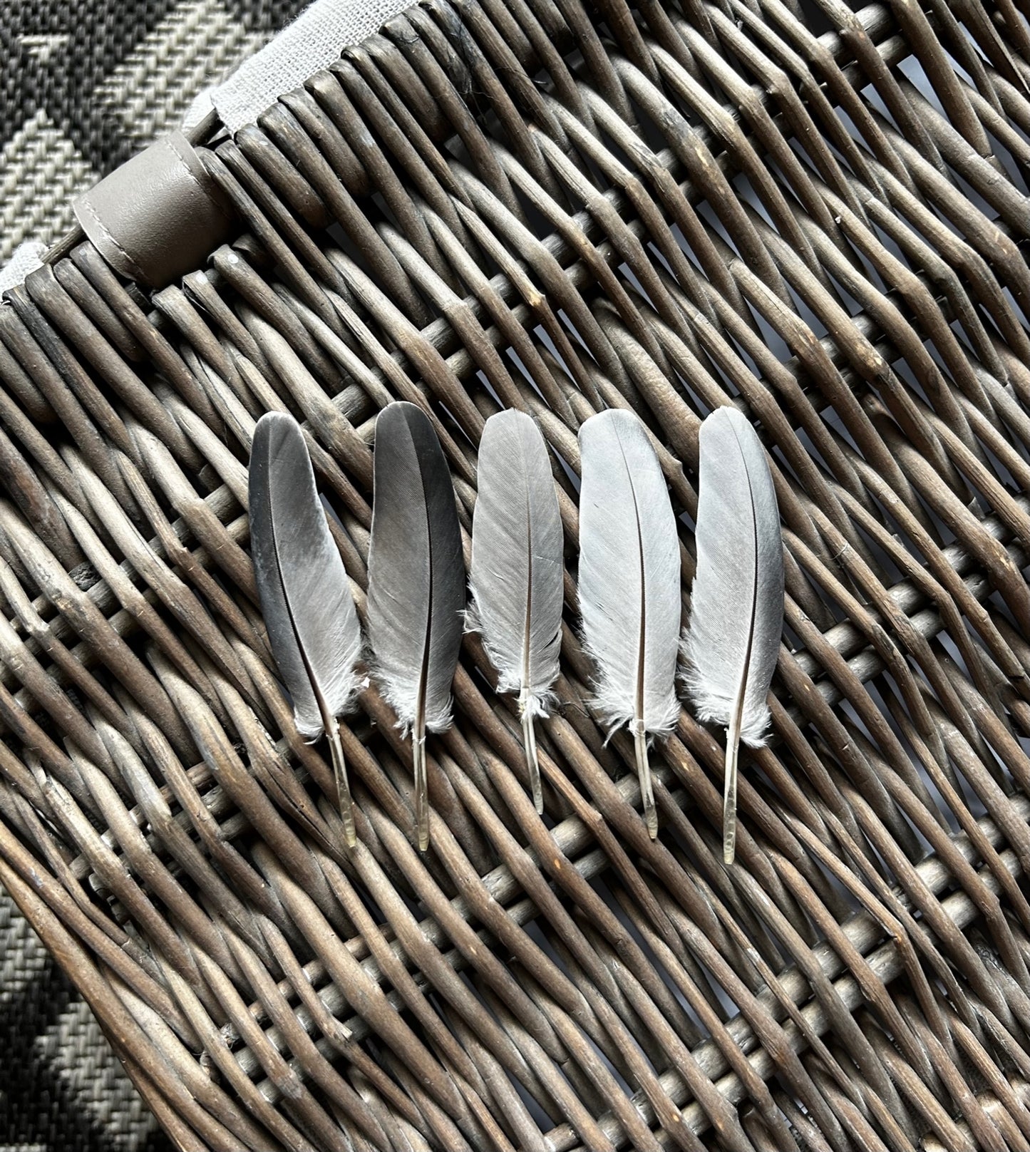 Pigeon Pin Flight Feathers