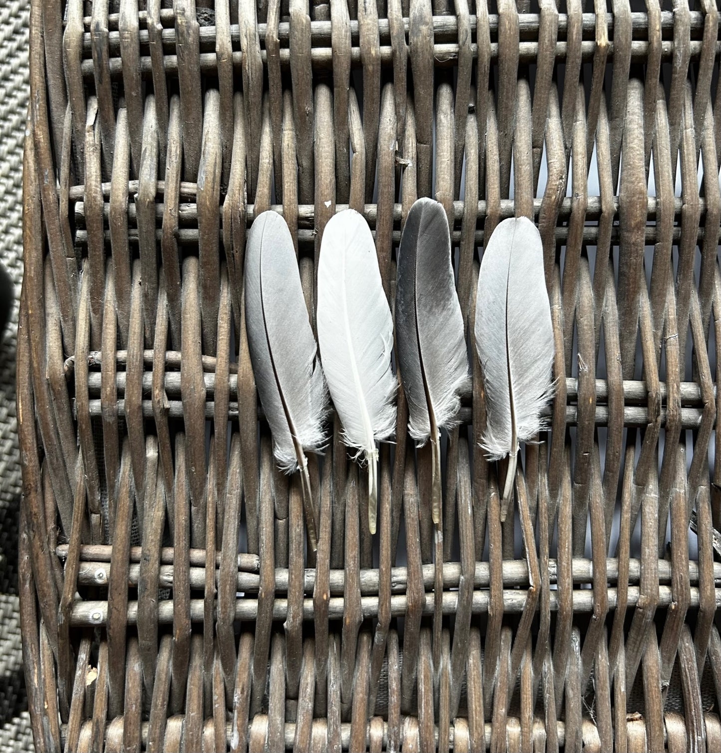 Pigeon Pin Flight Feathers