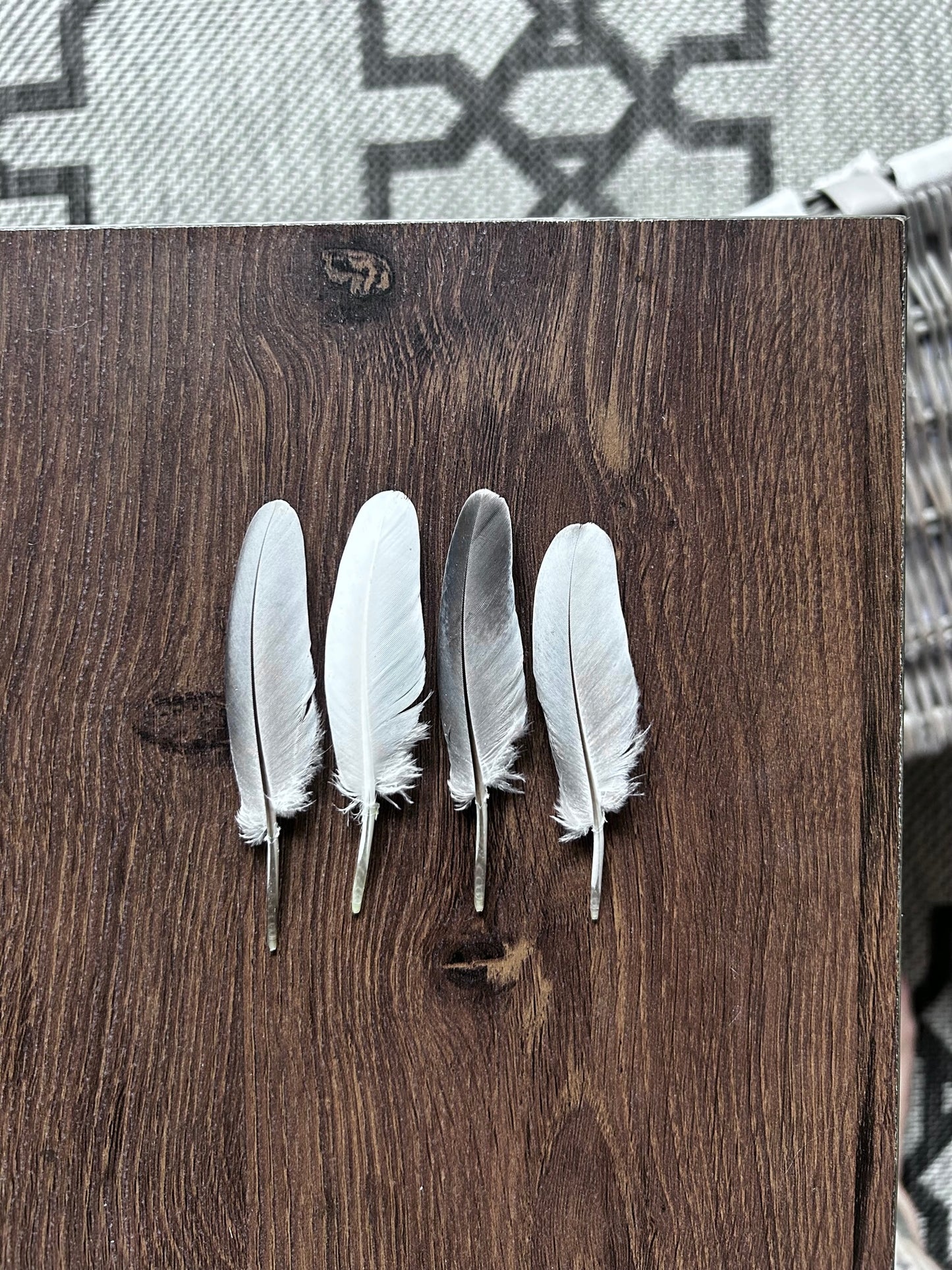 Pigeon Pin Flight Feathers
