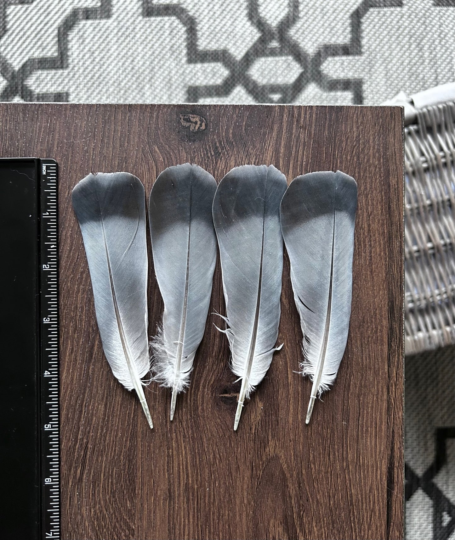 Homing Pigeon Tail Feathers