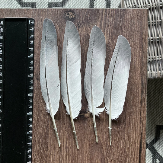 Long Homing Pigeon Feathers