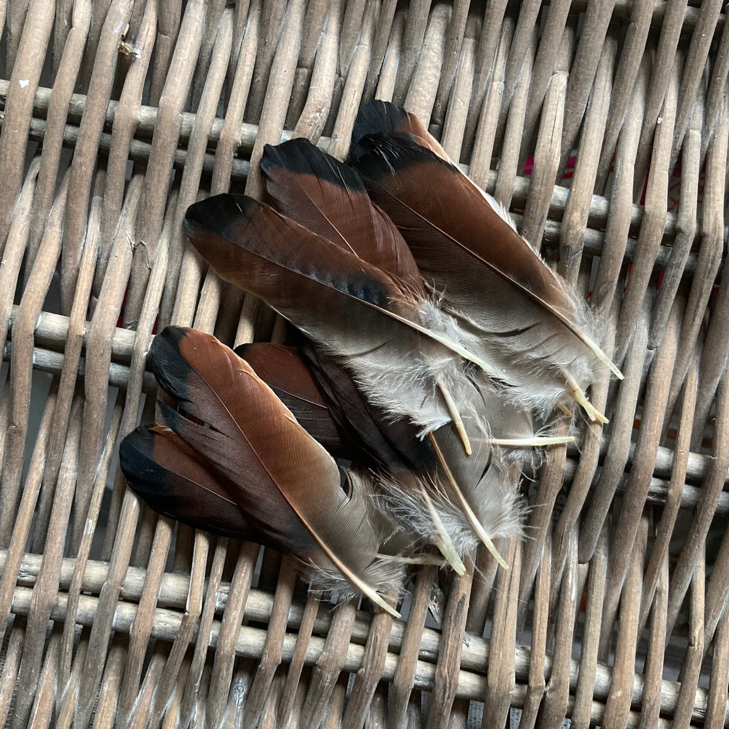 Brown & Black Jay Wing Feathers