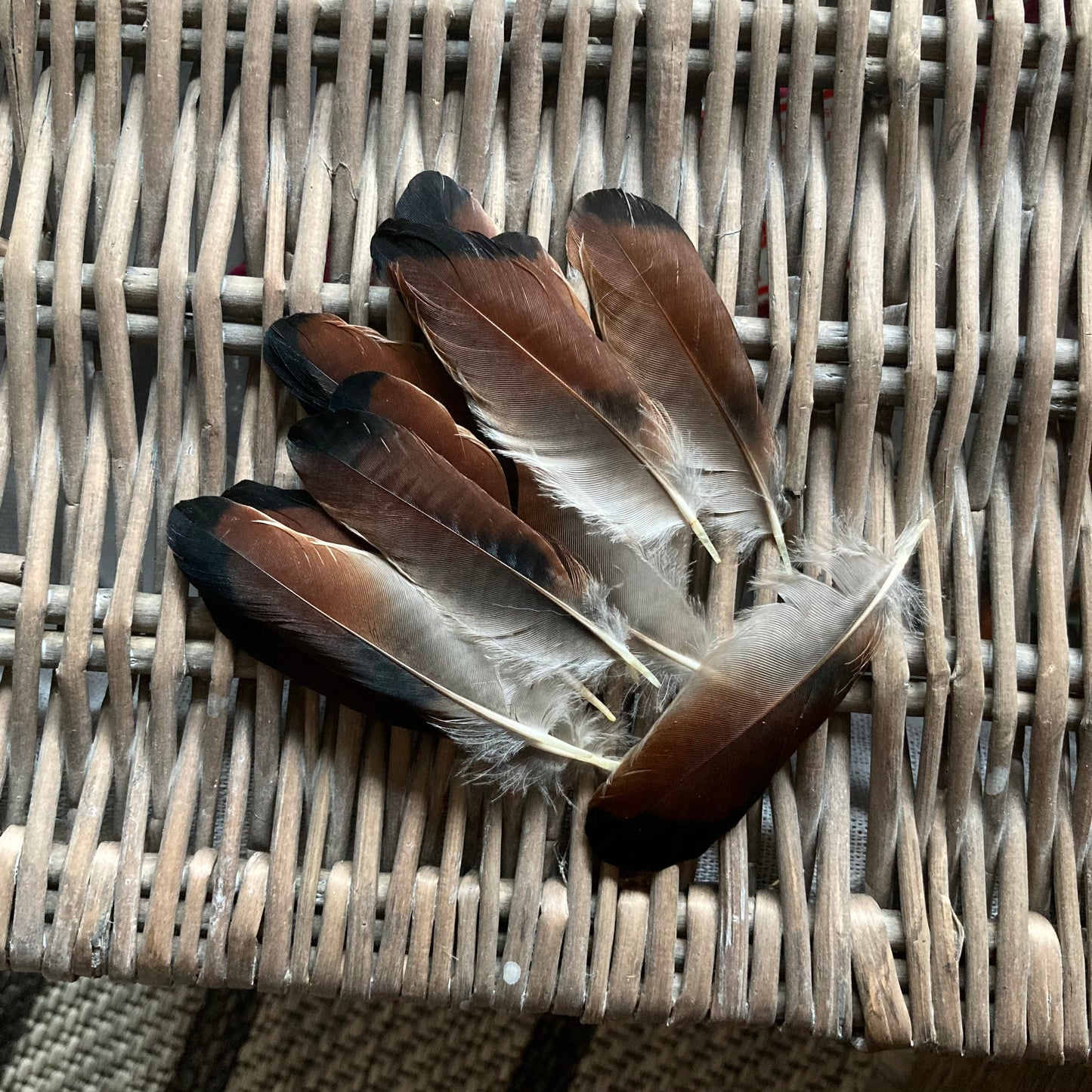 Brown & Black Jay Wing Feathers