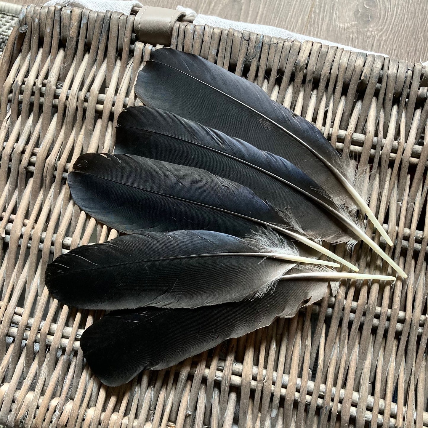 Black Crow Feathers (Large)