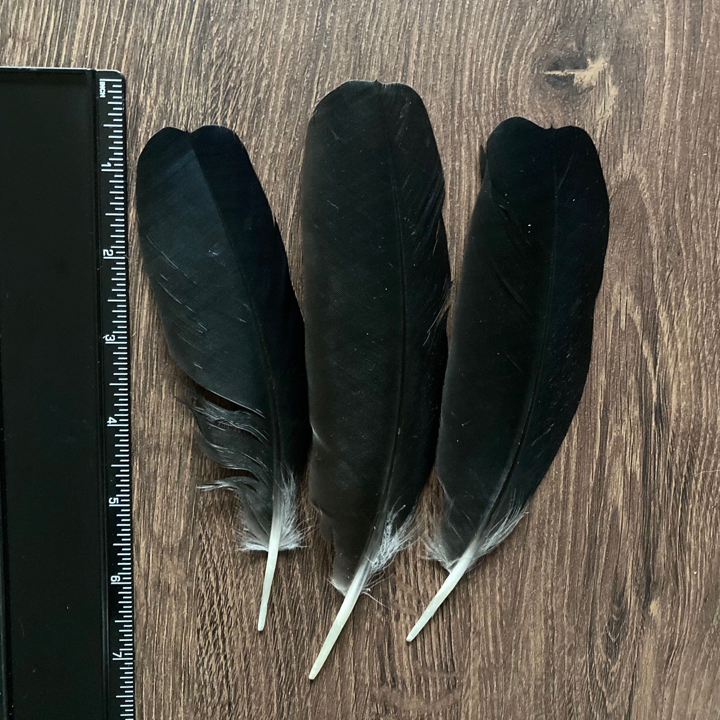 Black Crow Feathers (Large)