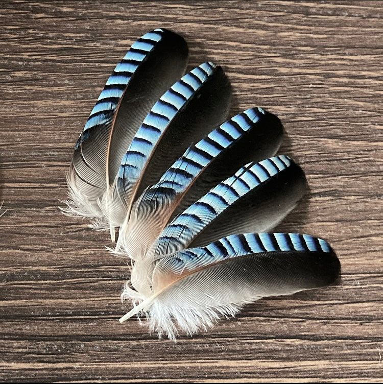 Small Blue Jay Feathers