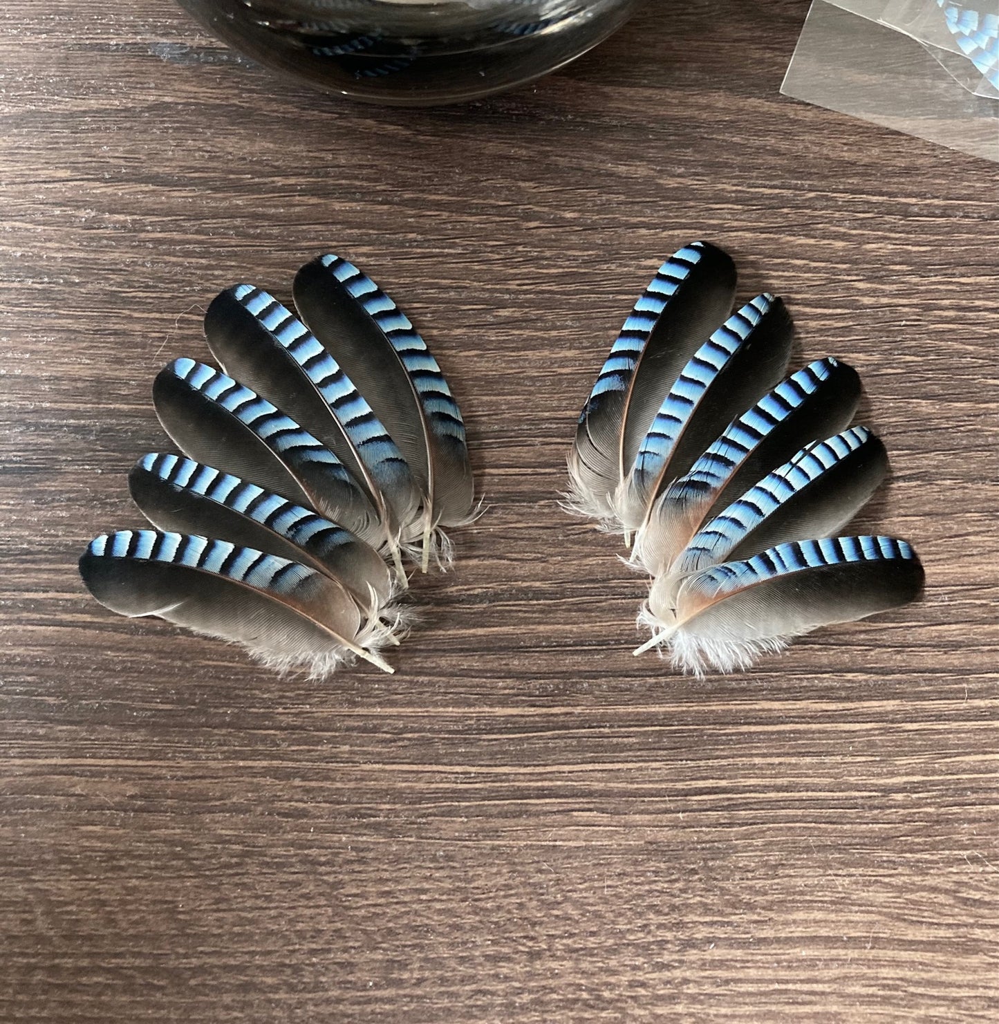 Small Blue Jay Feathers