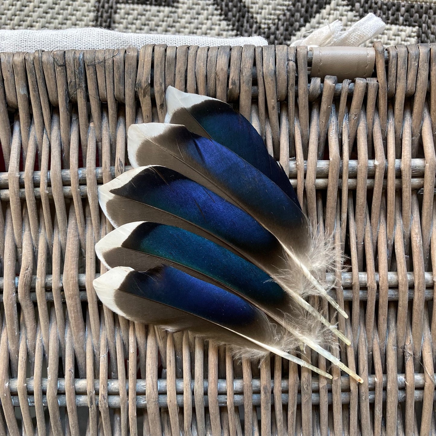 Blue Mallard Duck Feathers