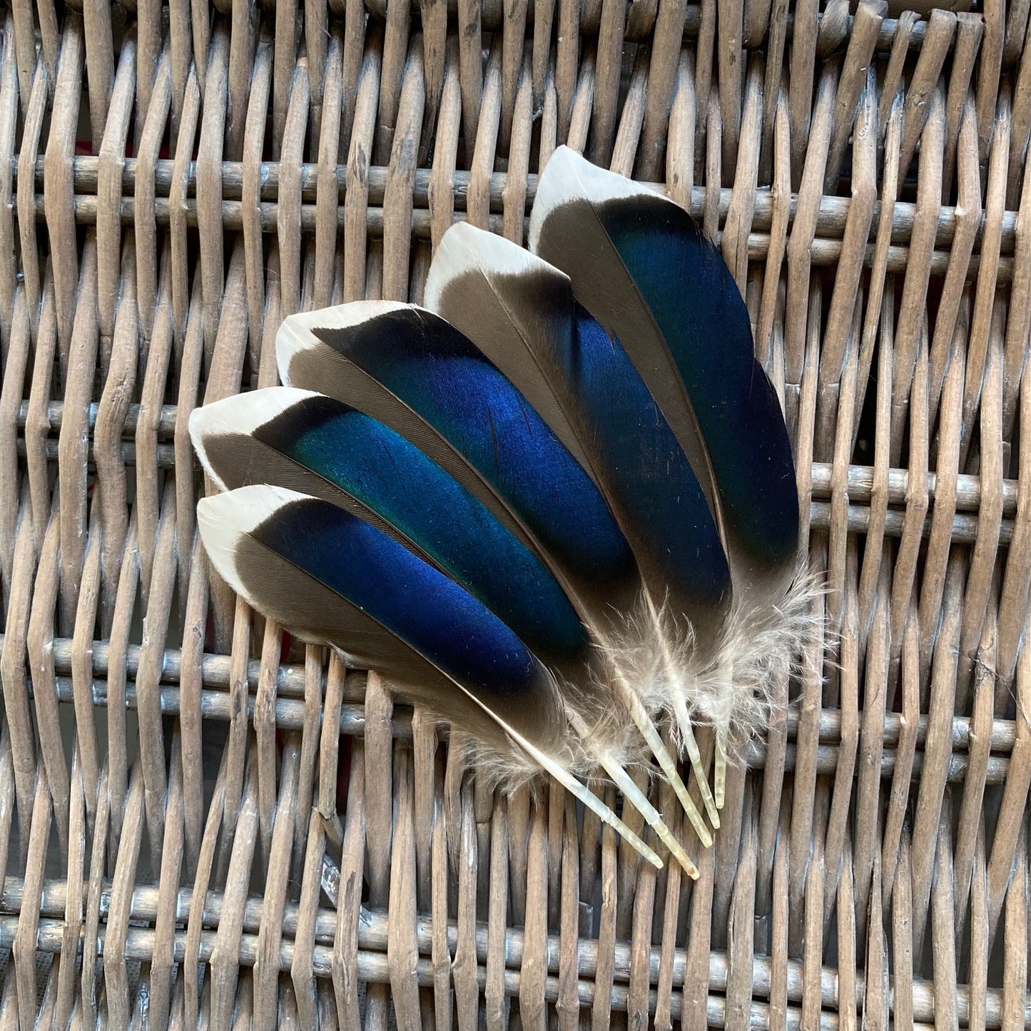 Blue Mallard Duck Feathers