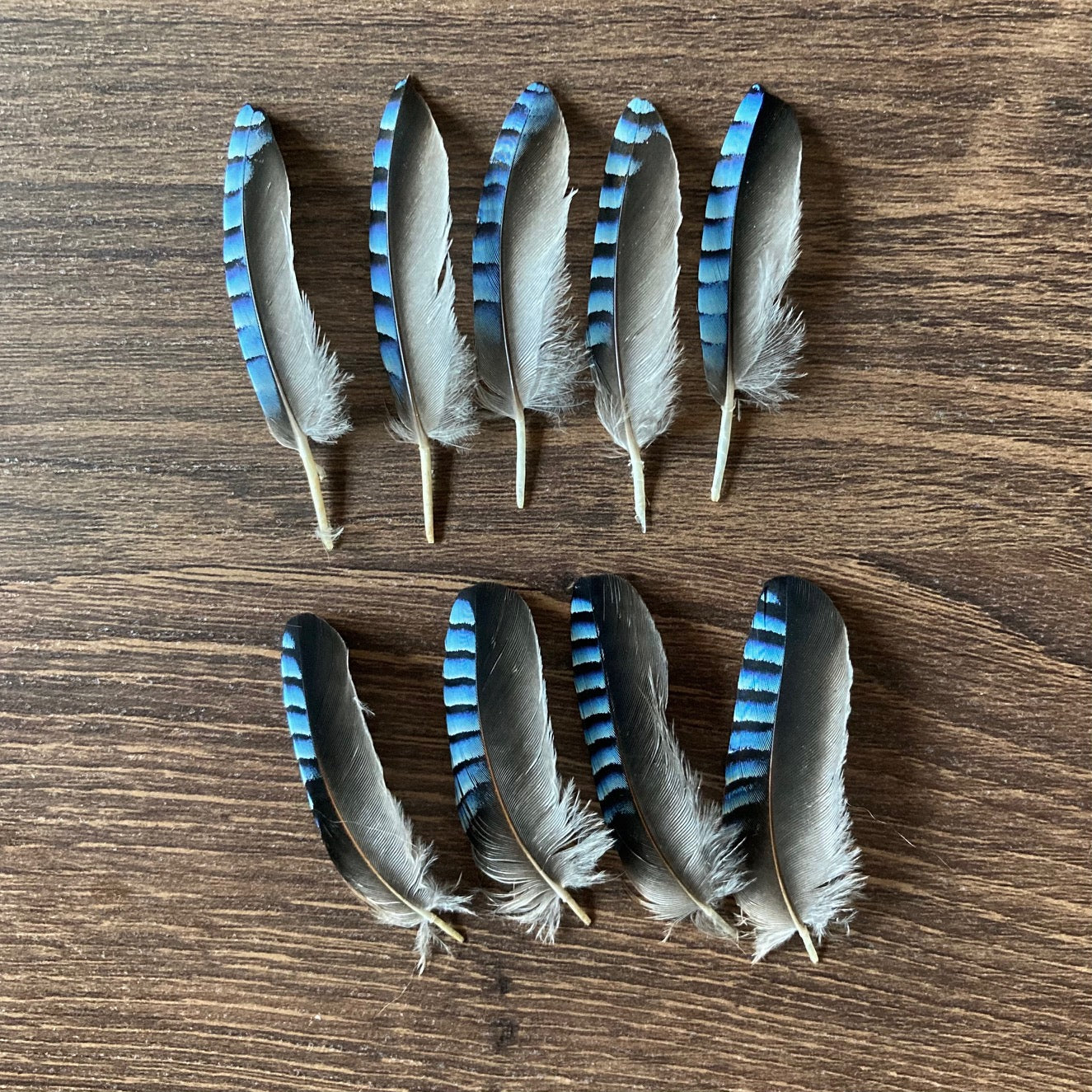 Small Blue Jay Feathers