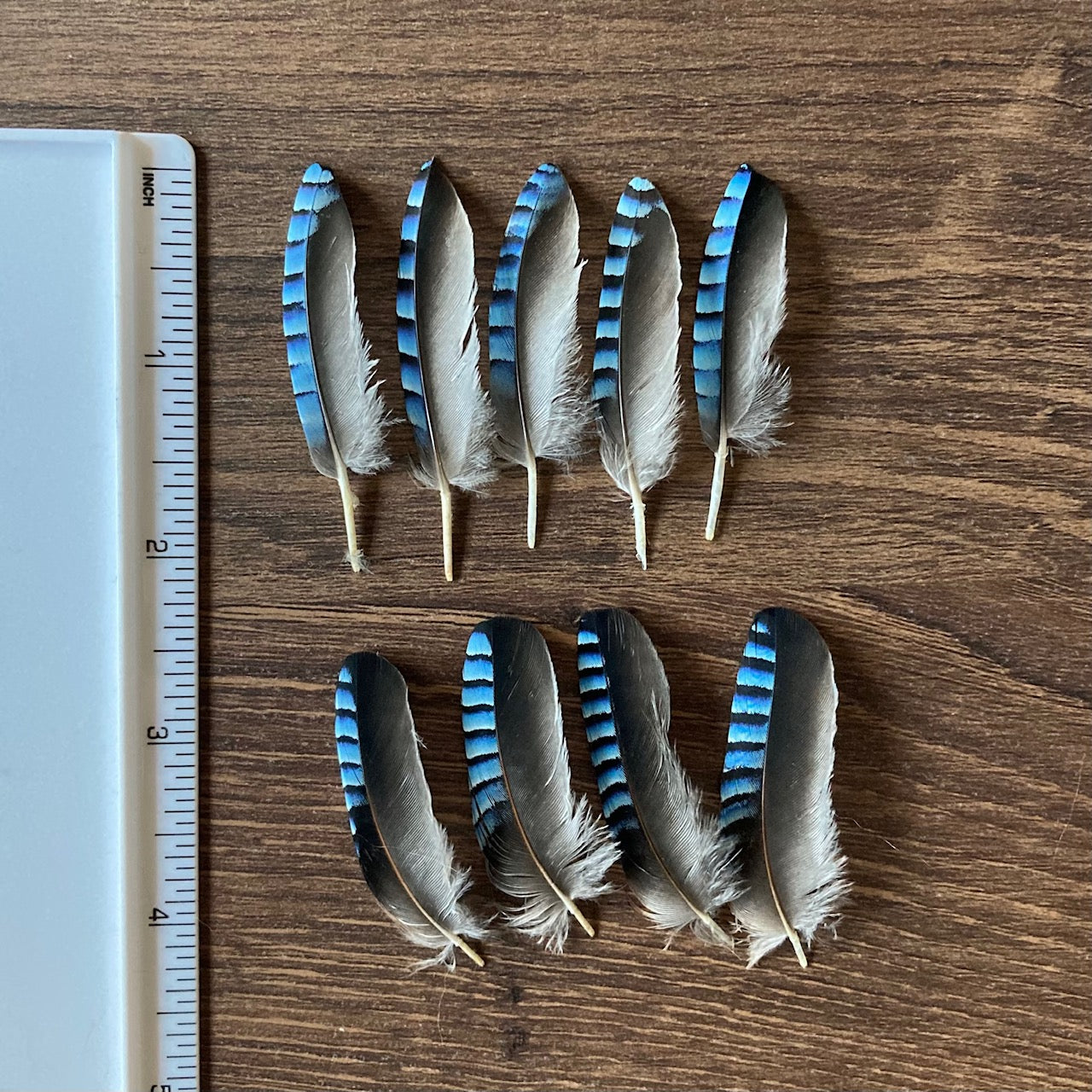 Small Blue Jay Feathers