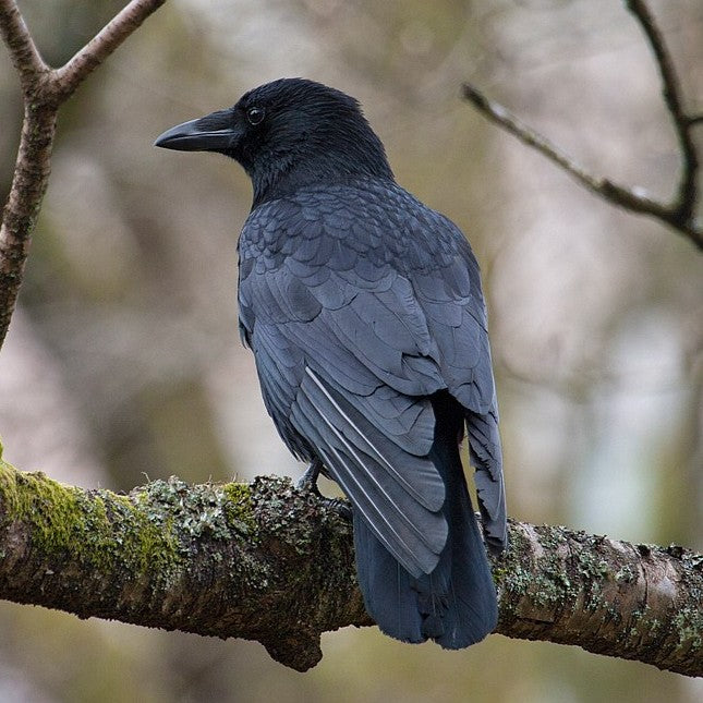 Black Crow Feathers (Large Points)