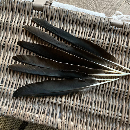 Black Crow Feathers (Large Points)