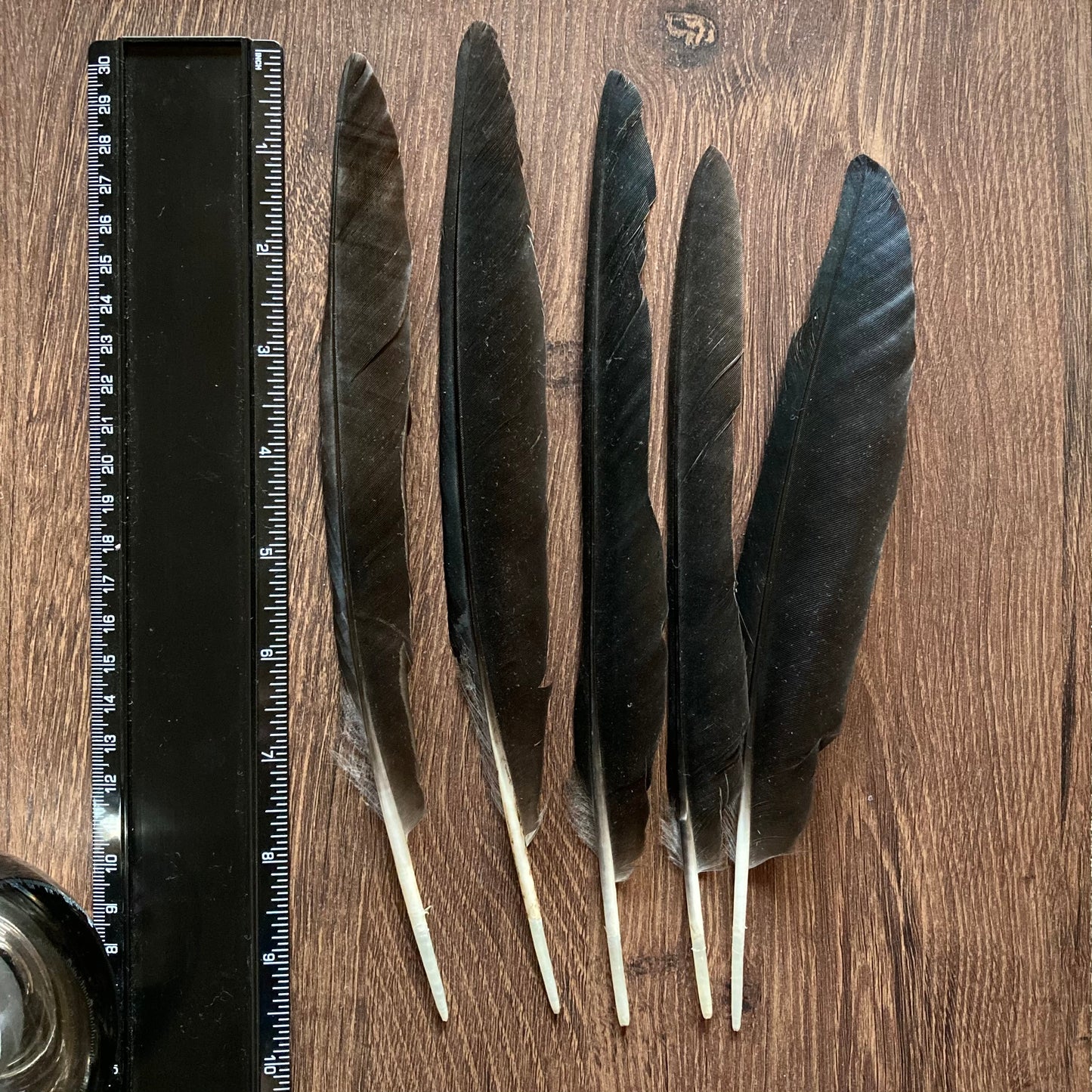 Black Crow Feathers (Large Points)