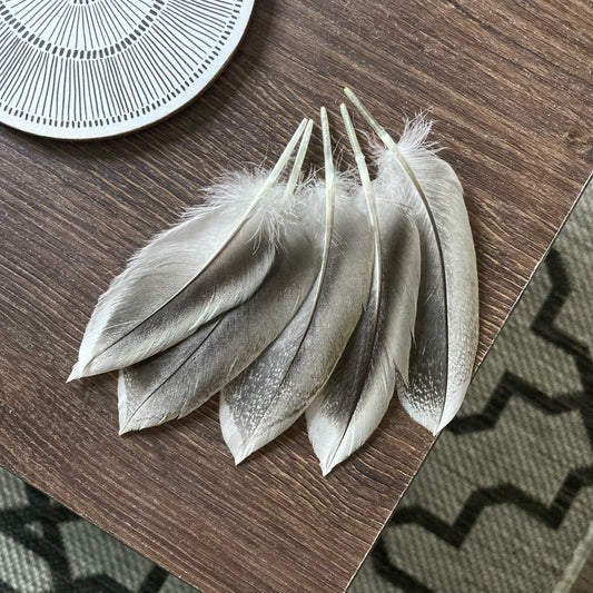 Drake Mallard Duck Feathers