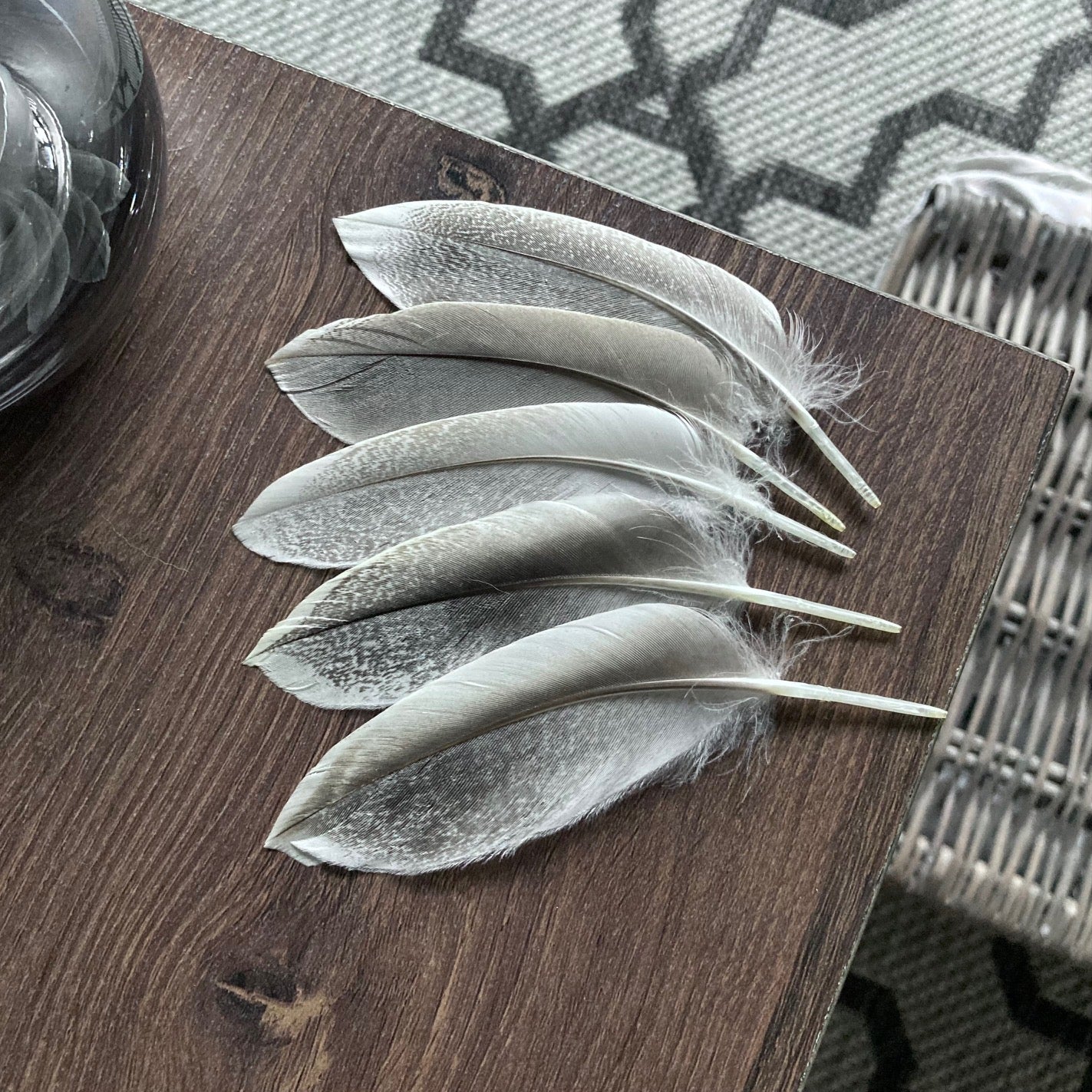 Drake Mallard Duck Feathers