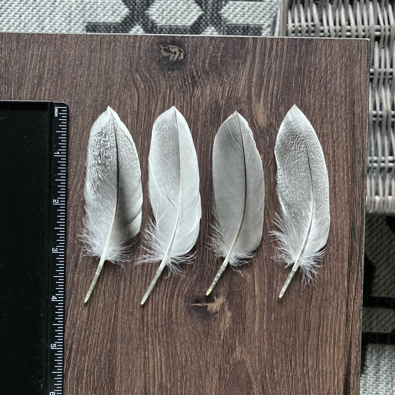 Drake Mallard Duck Feathers