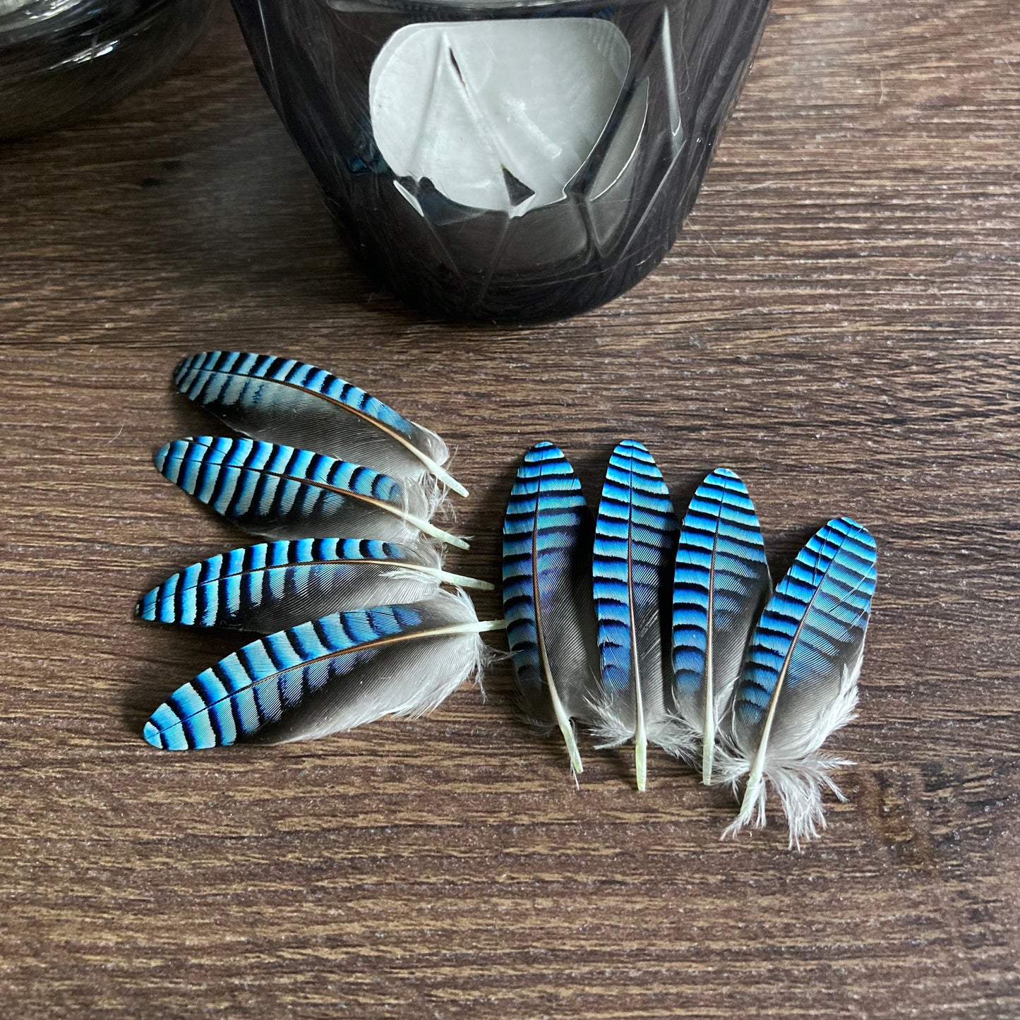 Double Blue Jay Feathers