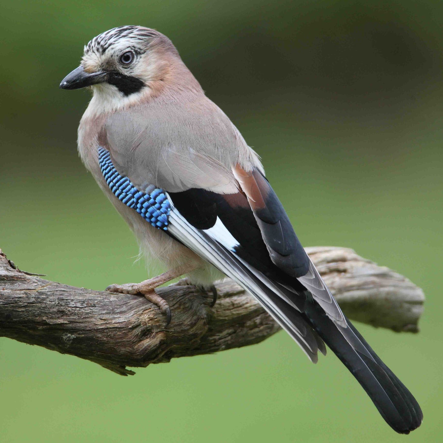 Brown & Black Jay Wing Feathers