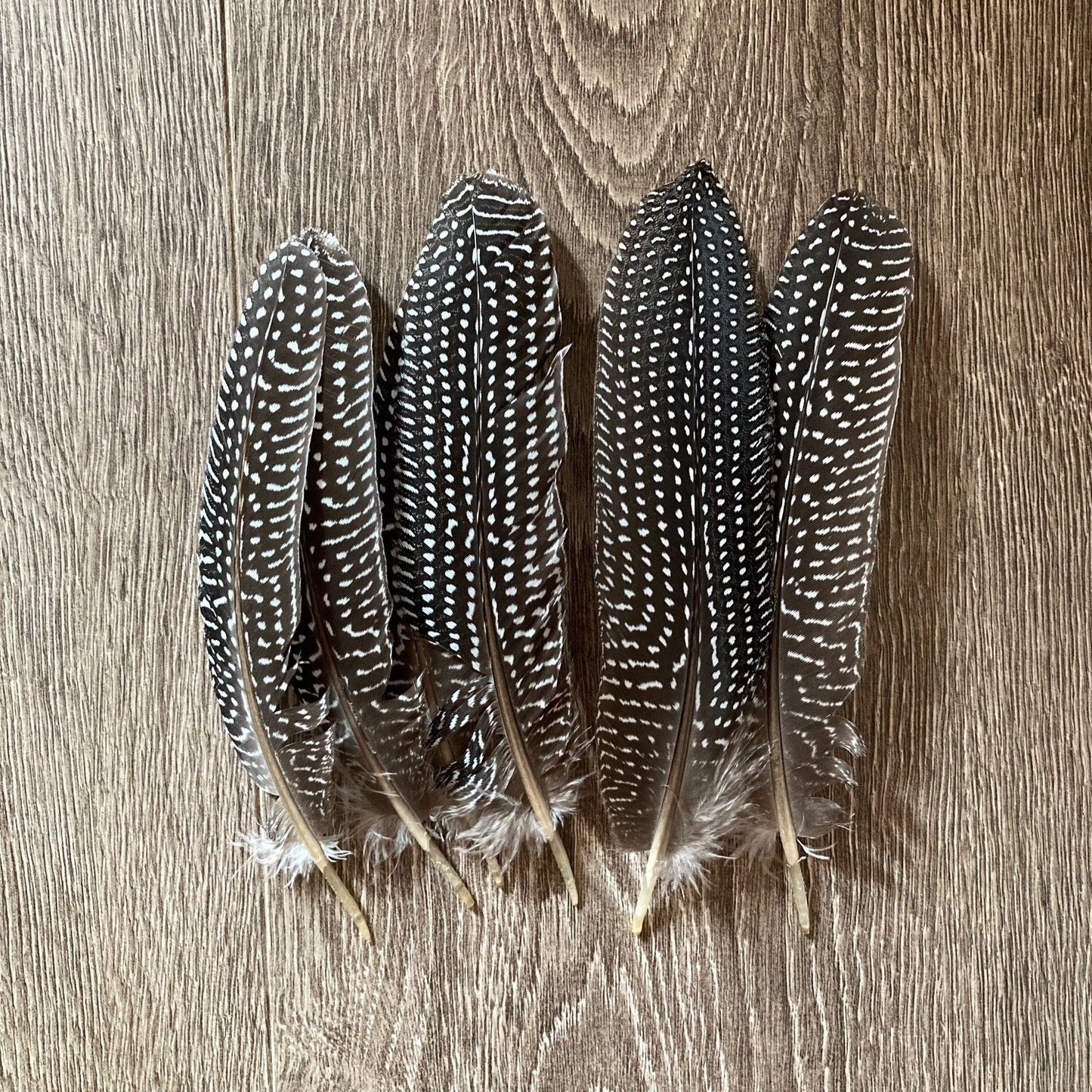 Guinea Fowl Feathers