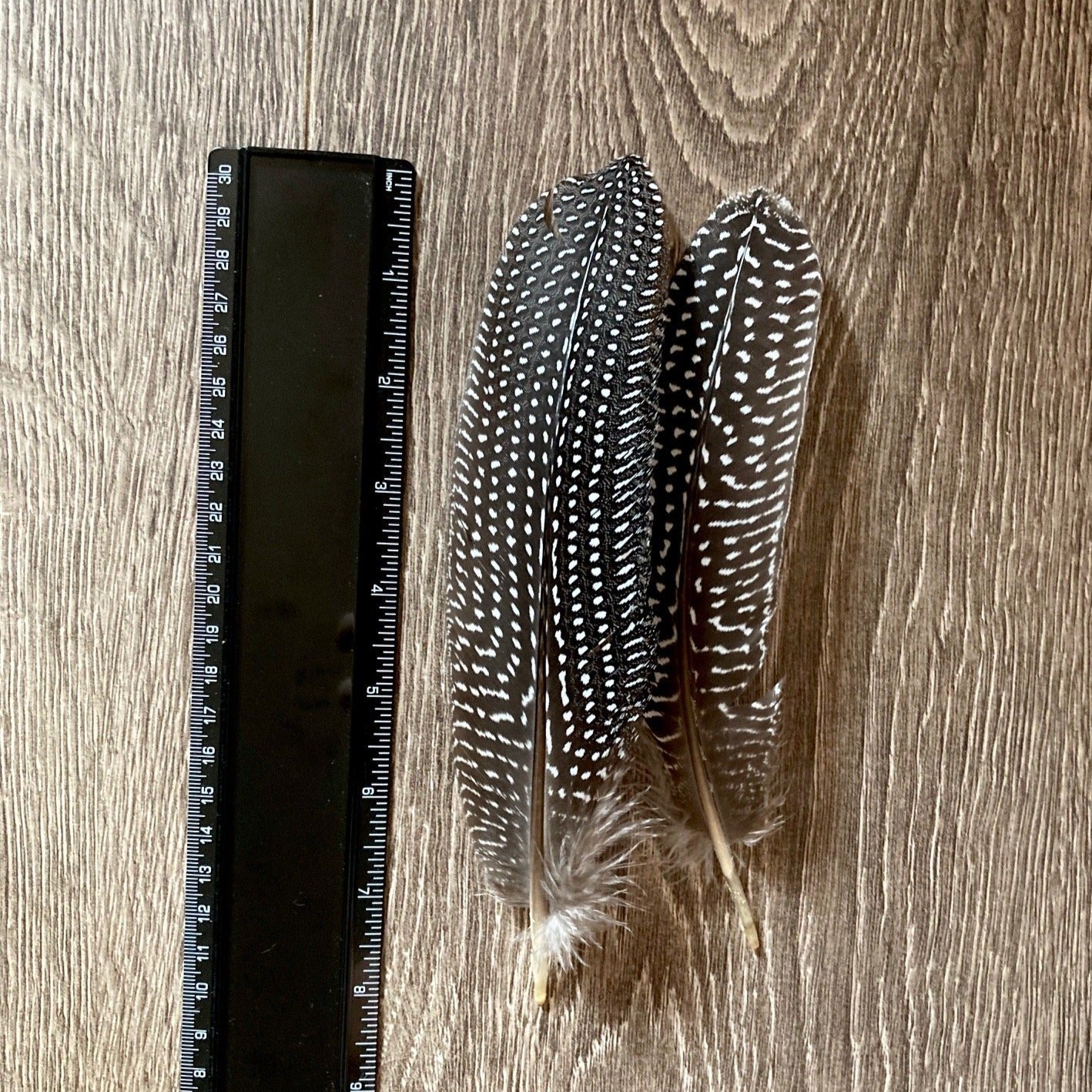 Guinea Fowl Feathers
