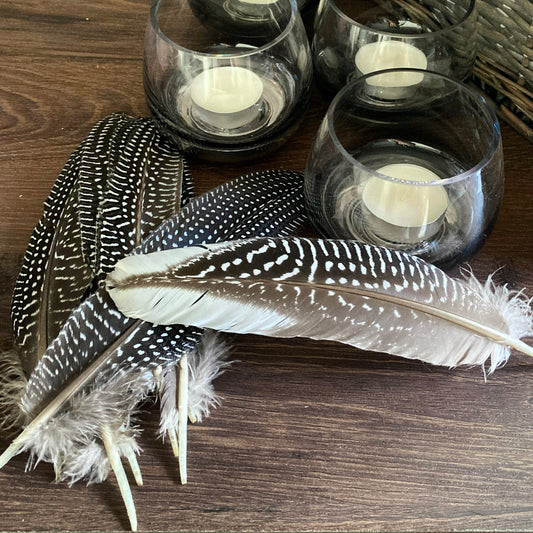 Guinea Fowl Feathers