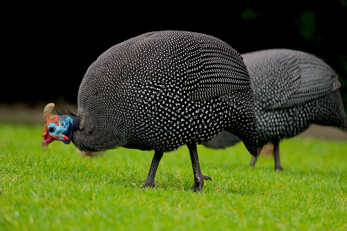 Guinea Fowl Feathers