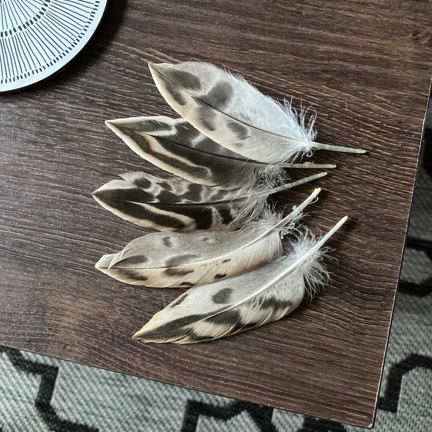 Hen Mallard Duck Feathers