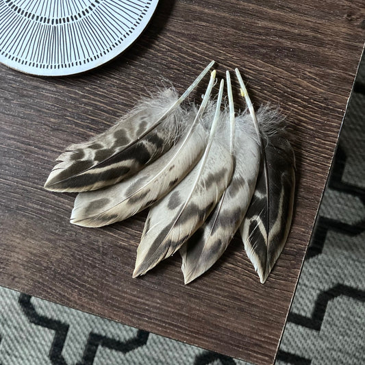 Hen Mallard Duck Feathers
