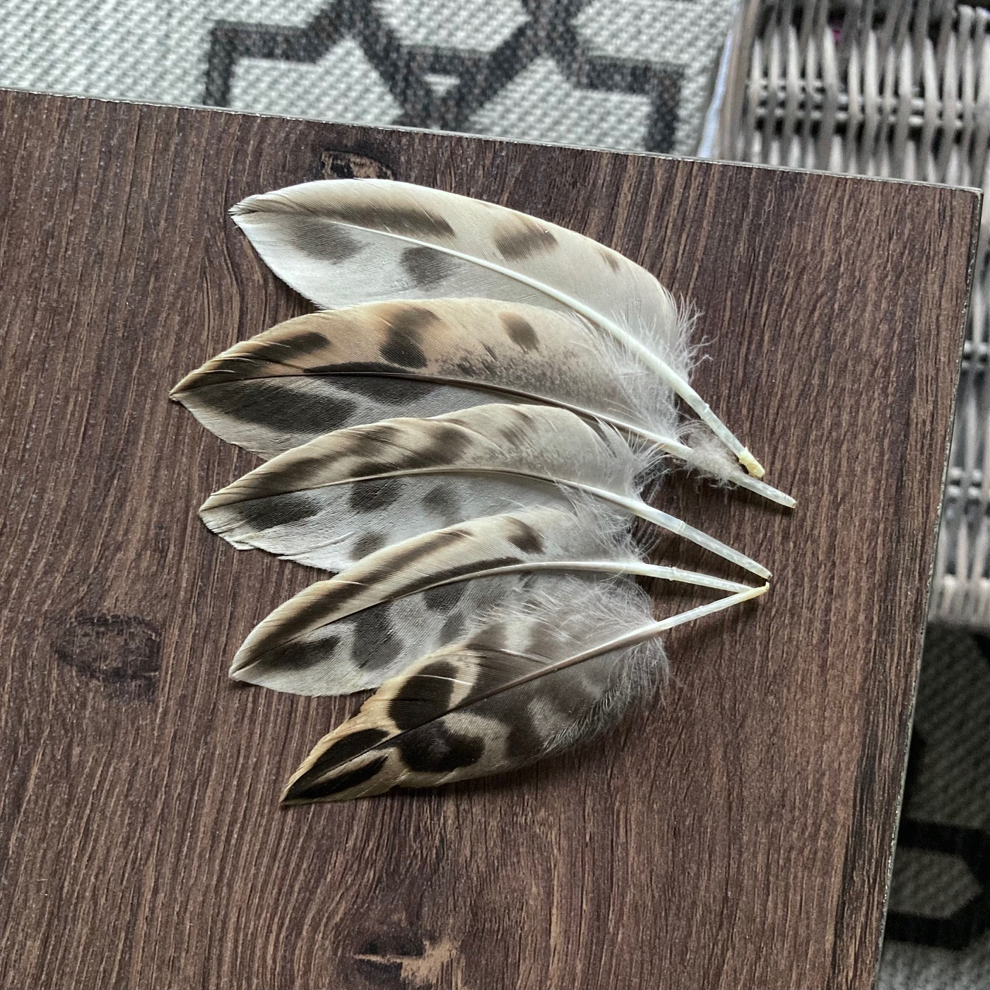 Hen Mallard Duck Feathers