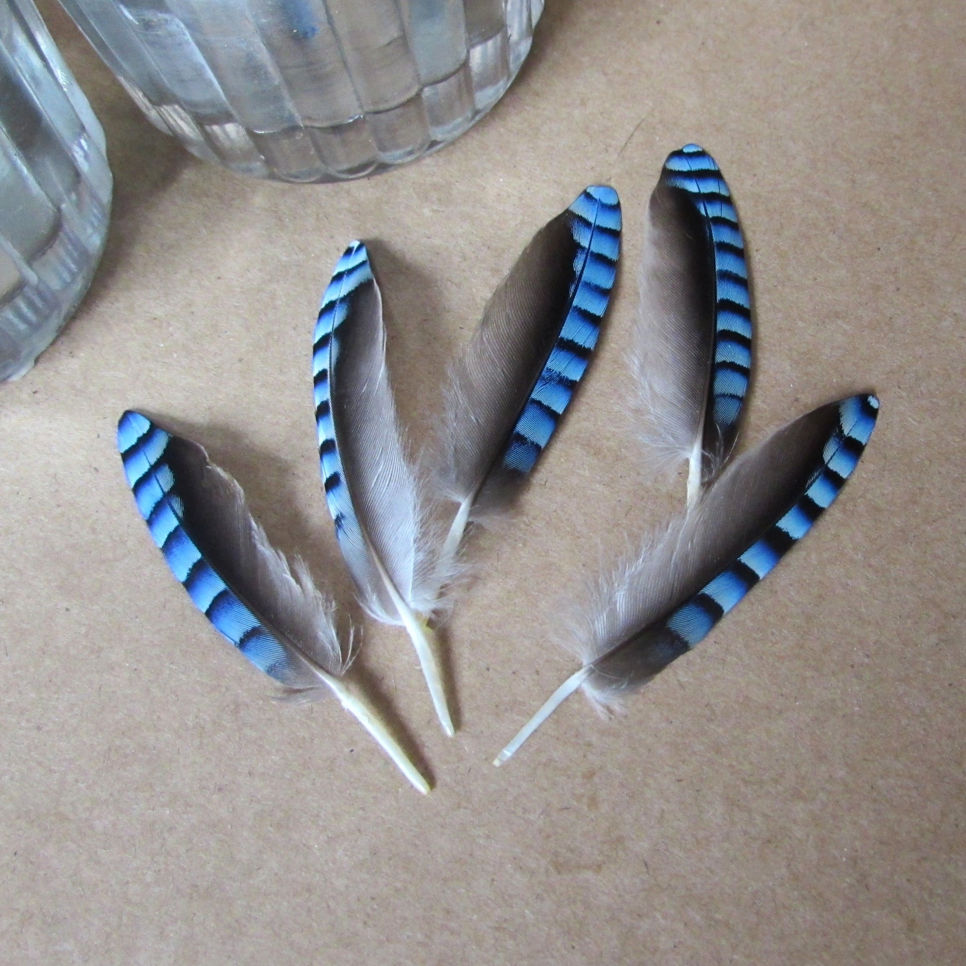 Double Blue Jay Feathers